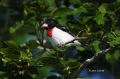 Rose-breasted-Grosbeak;Grosbeak;Pheucticus-ludovicianus;One;avifauna;bird;birds;